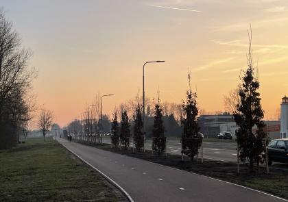 Foto van nieuw geplante bomen aan de Bovenkerkerweg in schemering